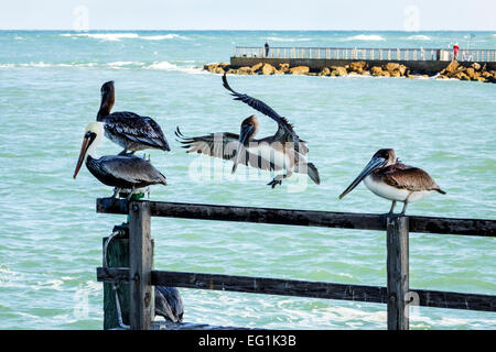 Sebastian Florida,North Hutchinson Orchid Island,Sebastian Inlet Water State Park,Brown pélicans,pelican,Atlantic Ocean Water,Voyage de visiteurs Voyage Voyage Voyage Banque D'Images