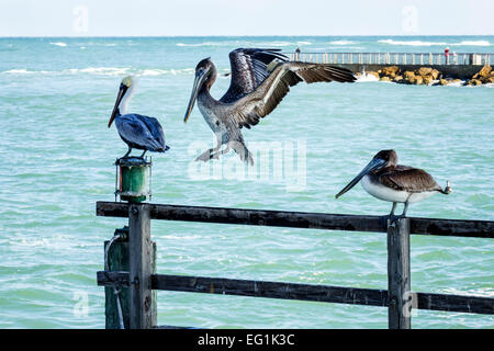 Sebastian Florida,North Hutchinson Orchid Island,Sebastian Inlet Water State Park,Brown pélicans,pelican,Atlantic Ocean Water,Voyage de visiteurs Voyage Voyage Voyage Banque D'Images