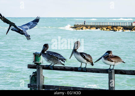 Sebastian Florida,North Hutchinson Orchid Island,Sebastian Inlet Water State Park,Brown pélicans,pelican,Atlantic Ocean Water,Voyage de visiteurs Voyage Voyage Voyage Banque D'Images