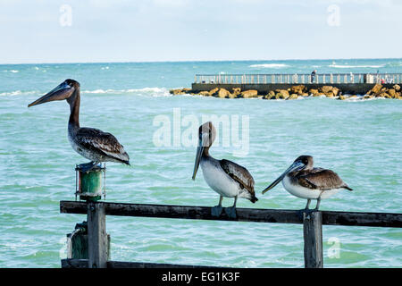 Sebastian Florida,North Hutchinson Orchid Island,Sebastian Inlet Water State Park,Brown pélicans,pelican,Atlantic Ocean Water,avaler poisson,visiteurs Banque D'Images