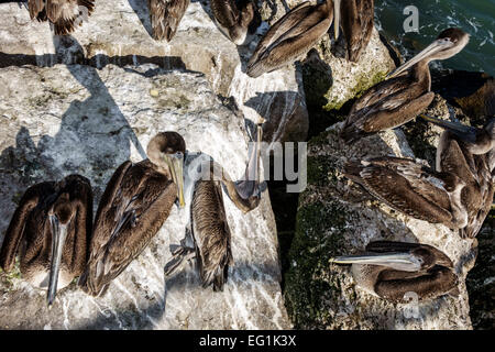 Sebastian Florida,North Hutchinson Orchid Island,Sebastian Inlet Water State Park,Brown pélicans,pelican,repos,dormant,mort,les visiteurs Voyage travei Banque D'Images