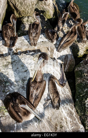 Sebastian Florida,North Hutchinson Orchid Island,Sebastian Inlet Water State Park,Brown pélicans,pelican,repos,dormant,mort,les visiteurs Voyage travei Banque D'Images