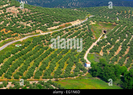 Paysage, les oliveraies de la Plaza Santa Lucia, Ubeda, Andalousie, Espagne Banque D'Images