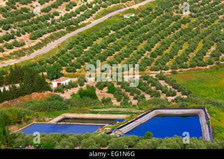 Paysage, les oliveraies de la Plaza Santa Lucia, Ubeda, Andalousie, Espagne Banque D'Images