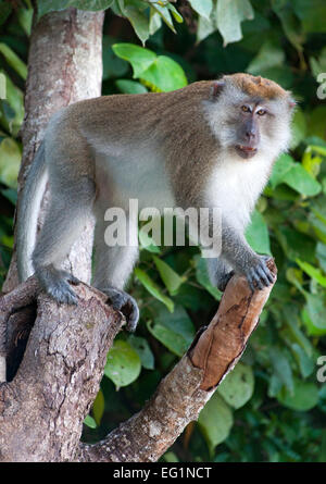 Macaque à longue queue en parc national de Penang à Penang, Malaisie. Banque D'Images