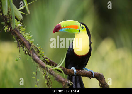 Keel-billed toucan (Ramphastos sulfuratus), Costa Rica Banque D'Images