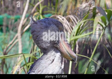 Zoo de Houston. Les animaux en captivité. Houston, Texas, USA. Shoebill Stork Banque D'Images