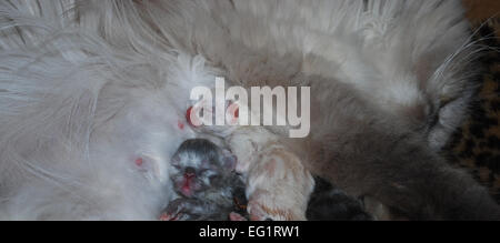 Momma Himalayan Cat et sa nouvelle Naissance Chatons Banque D'Images