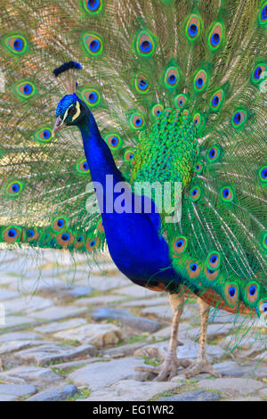 Oiseau paon, château de Sao Jorge (Castelo de Sao Jorge), Lisbonne, Portugal Banque D'Images