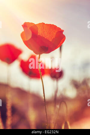 Grunge style Gros plan photo d'un beau champ de coquelicots douce, rouge magnifiques fleurs sauvages dans la lumière de soleil doux, fine art Banque D'Images