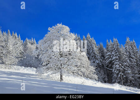 Vallée de l'Arves, près de Samoëns, Saint-Sigismond, Haute-Savoie, France Banque D'Images