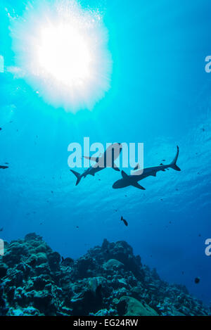 Requins de récif. À l'île de Yap (États fédérés de Micronésie. Banque D'Images