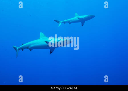Les requins gris de récif. À l'île de Yap (États fédérés de Micronésie. Banque D'Images
