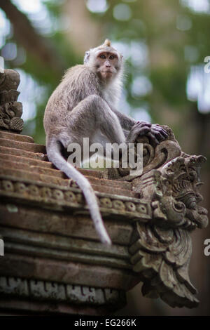 Un singe macaque à Ubud, Bali, Indonésie Banque D'Images