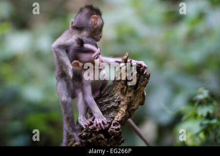 Une paire de bébé macaque en Indonésie Banque D'Images