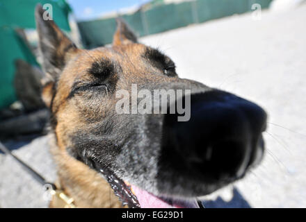 Ruth, 455 e Expeditionary Forces de sécurité militaire Groupe de chien de travail, prend une pause dans son parcours à l'aérodrome de Bagram, en Afghanistan, le 28 avril 2013. Le cours permet d'obstacles de différentes hauteurs pour obtenir des scénarios réalistes MWDs peuvent s'attendre lors d'une patrouille. Chris Willis Senior Airman Banque D'Images