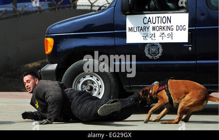 Le s.. Catherine Fournier Brandon tombe après la descente par Qquito chien de travail militaire pendant la journée du 9 mars 2013, en Corée du Sud. Les activités allaient d'une réaction rapide et de démonstration MWD démonstration de l'équipe de jeux, affiche, concours, courses et plus encore. Catherine Fournier est un 51e Escadron des Forces de sécurité gestionnaire MWD. Airman Senior Kristina Overton Banque D'Images