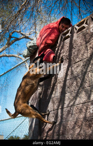 Chien de travail militaire, Erik, grimpe un mur pour appréhender un suspect, Senior Airman Julio Cervantes, à Nellis Air Force Base, Nevada, le 2 mars 2012. Cervantes est un 99e Escadron des Forces de sécurité de chien de travail militaire. Jack Sanders Senior Airman Banque D'Images