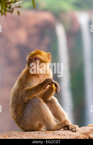 Macaque de Barbarie (Macaca sylvanus) à l'Ouzoud Banque D'Images