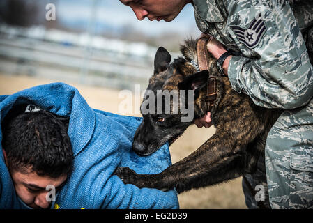 Le s.. Robert Wilson droit ordonne à son chien de travail militaire, Troll, pour libérer le s.. Medelez Lucas lors d'une manifestation à la 366e Escadron des Forces de sécurité le 1 avril au chenil MWD Mountain Home Air Force Base, Texas. Medelez portait une bouchée de costume pour permettre à la traîne le mordre sans être blessé. Wilson et Melendez sont 366FS-chiens. Tech. Le Sgt. Samuel Morse Banque D'Images