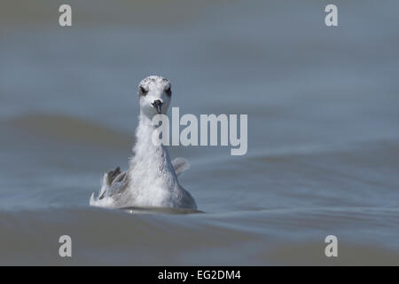 Le phalarope à bec étroit (Phalaropus lobatus) Banque D'Images