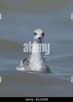 Le phalarope à bec étroit (Phalaropus lobatus) Banque D'Images