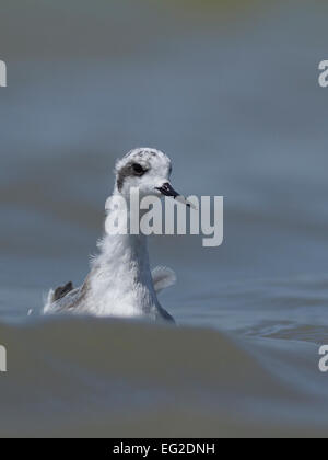 Le phalarope à bec étroit (Phalaropus lobatus) Banque D'Images