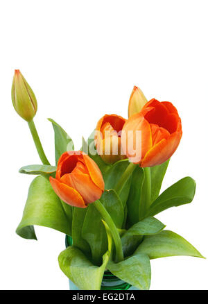 Bouquet de tulipes rouges sur fond blanc Banque D'Images