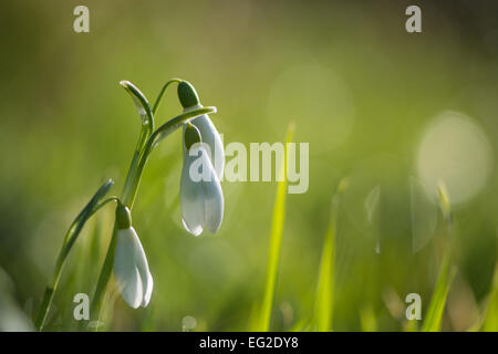 Perce-neige dans l'herbe en hiver Banque D'Images