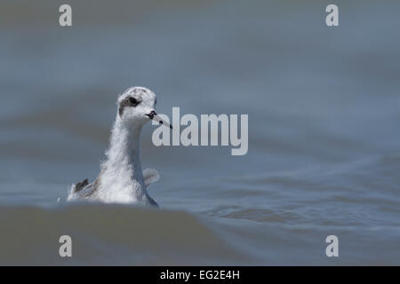 Le phalarope à bec étroit (Phalaropus lobatus) Banque D'Images