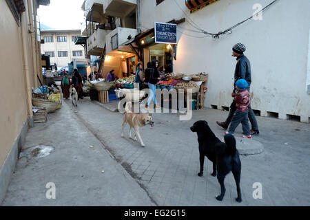 Les chiens errants dans la ville de Thimphu au Bhoutan Banque D'Images