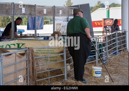 Un adulte mature, agriculteur s'appuyant sur son bâton, se distingue par la bergeries au Great Yorkshire Show, avec une pause de une pause - Harrogate, England, UK. Banque D'Images