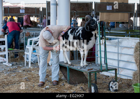 Concurrent avec cornes bouclés en Jacob, classe des moutons est brossé par agriculteur propriétaire, avant qu'elle passe la concurrence - Great Yorkshire Show, England, UK. Banque D'Images