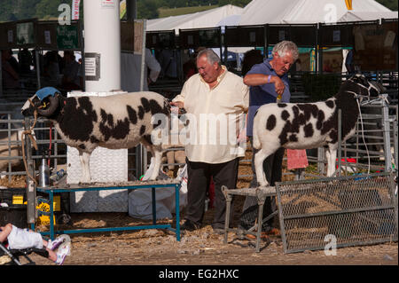 Deux patients, pedigree concurrents dans la catégorie des moutons Jacob sont damées par les hommes avant la compétition - Great Yorkshire Show, England, UK. Banque D'Images