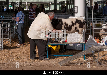 Concurrent dans la catégorie des moutons Jacob est soigné avec ses cisailles par agriculteur propriétaire, avant qu'elle passe la concurrence - Great Yorkshire Show, England, UK. Banque D'Images