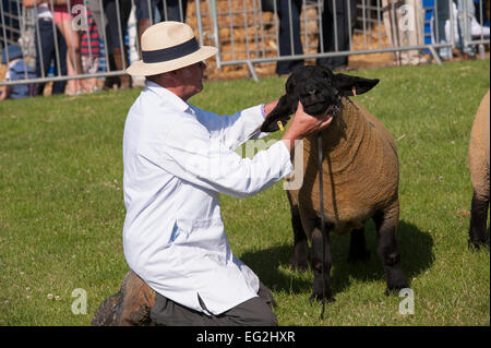 Journée d'été ensoleillée et de moutons en concurrence La concurrence agricole est tenue sous le menton par homme-chien en attente d'inspection - le grand show du Yorkshire, England, UK. Banque D'Images