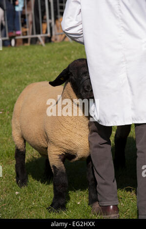 Close-up of Sheep Farm en concurrence dans le show-anneau avec l'homme-chien en attente d'inspection - le grand show du Yorkshire, England, UK. Banque D'Images