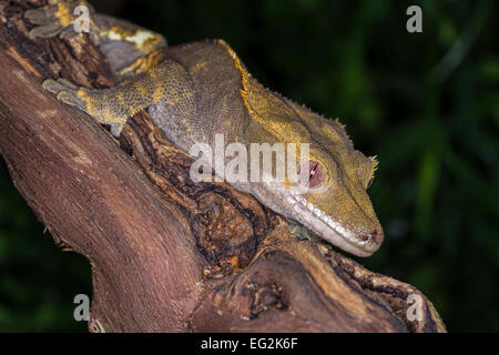 Close up et isolées Crested Gecko en bois reposant sur une branche avec un fond naturel Banque D'Images