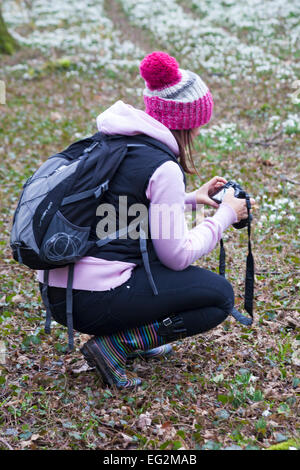 Woman taking photos de Galanthus nivalis perce-neige dans les bois en pleine croissance au Hampshire, Royaume-Uni en février Banque D'Images