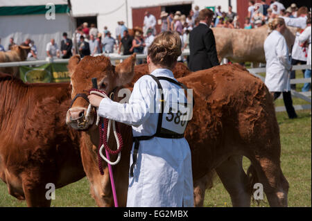 Dans un concours de bovins, sont debout avec les femmes (nombre de concurrents sur le manteau blanc) dans le show ring - The Great Yorkshire Show, England, UK. Banque D'Images