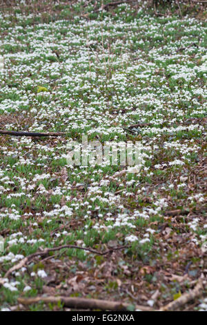 Des touffes de Galanthus nivalis perce-neige dans les bois en pleine croissance au Hampshire, Royaume-Uni en février Banque D'Images