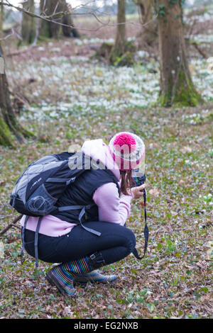 Woman taking photos de Galanthus nivalis perce-neige dans les bois en pleine croissance au Hampshire, Royaume-Uni en février Banque D'Images