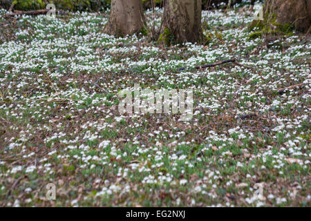 Des touffes de Galanthus nivalis perce-neige dans les bois en pleine croissance au Hampshire, Royaume-Uni en février Banque D'Images