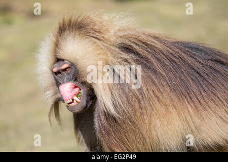 Portrait d'un homme en colère babouin gelada afficher ses dents et gencives Banque D'Images