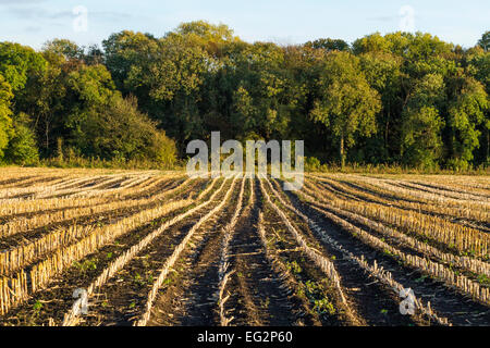 Lignes de chaume sur un champ de maïs récemment récolté, Notinghamshire, Angleterre, Royaume-Uni Banque D'Images