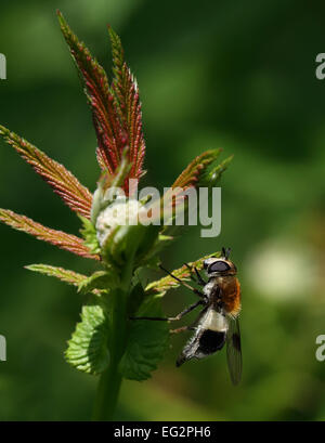 Narcisse Fly sur une fleur colorée Banque D'Images