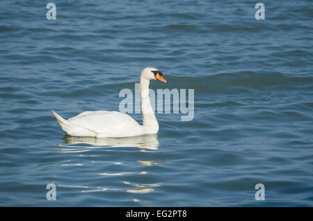 Cygne muet natation sur le lac ondulées bleu Banque D'Images