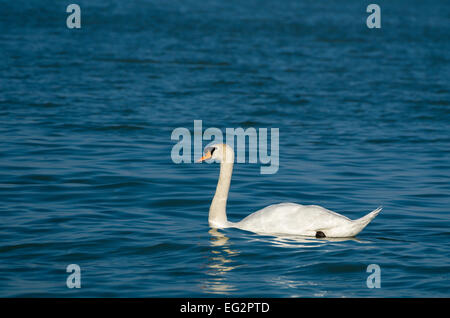 Cygne muet natation sur le lac ondulées bleu foncé Banque D'Images