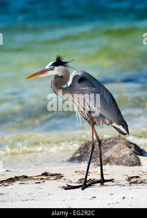 Hérons le long du rivage d'itinérance à Ft. Pickens à Gulf Islands National Seashore à Pensacola, Floride Banque D'Images