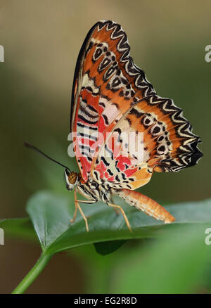 Chrysope malais papillon sur un brin d'herbe verte Banque D'Images